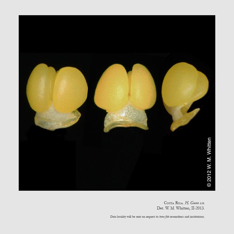 Maxillaria cacaoensis