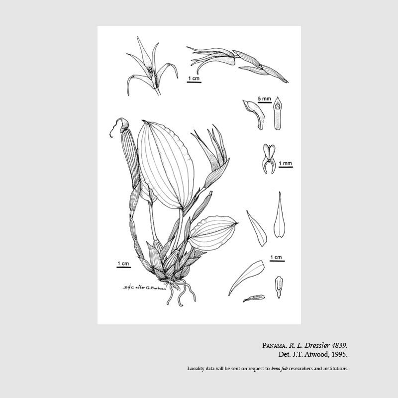 Maxillaria chionantha