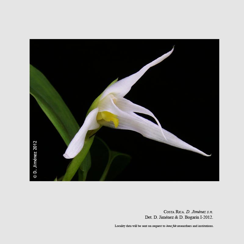 Maxillaria chionantha