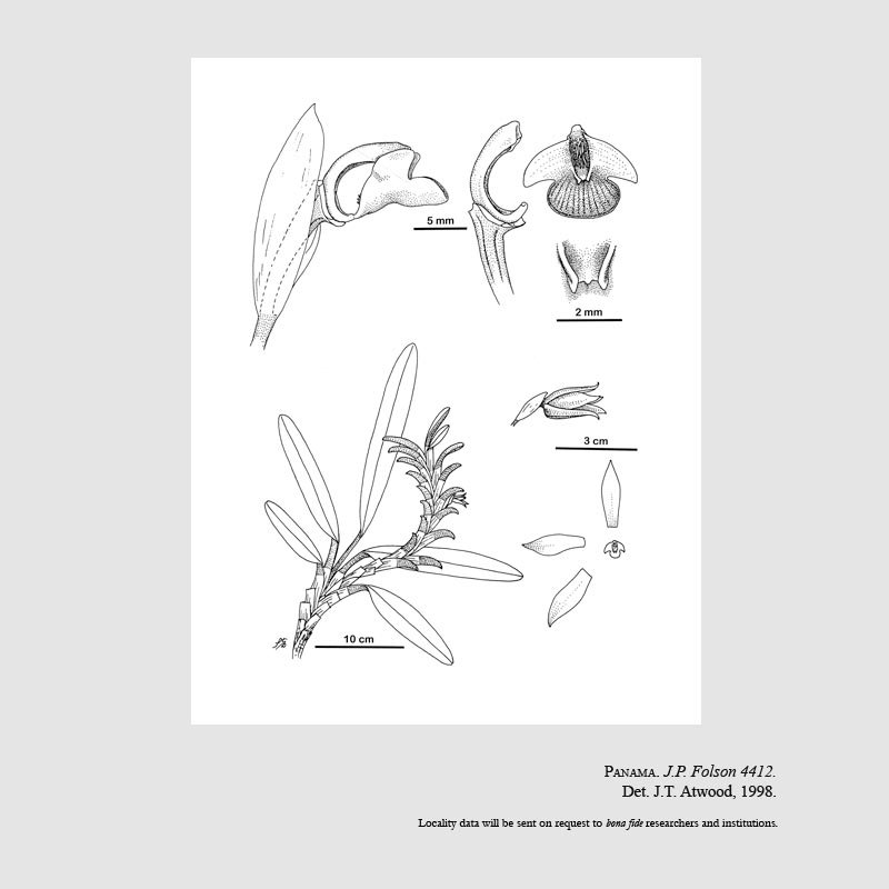 Maxillaria darienensis