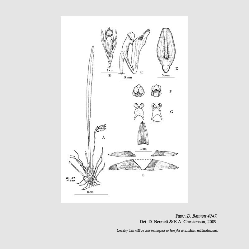Maxillaria leucopurpurea