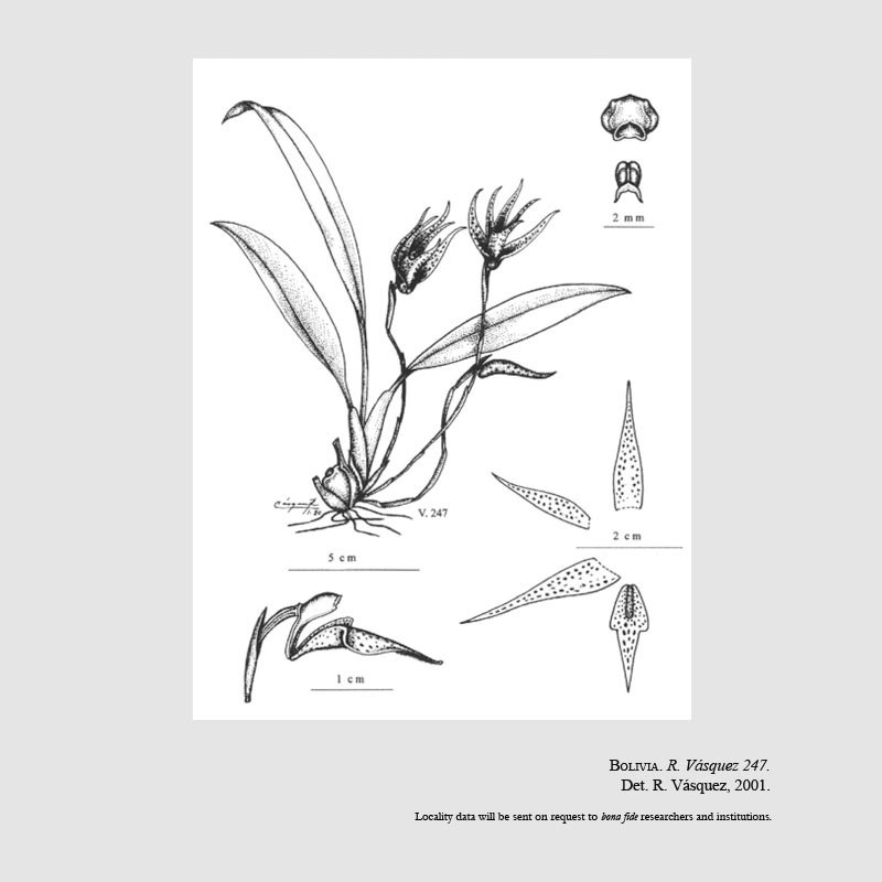 Maxillaria margretiae