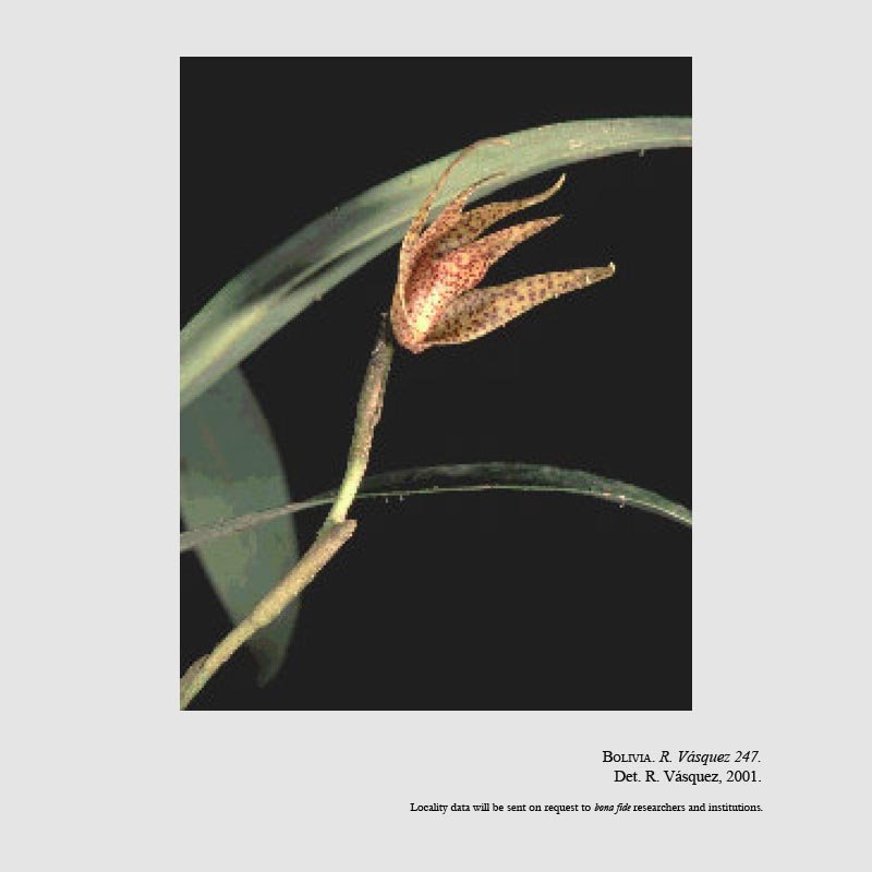 Maxillaria margretiae