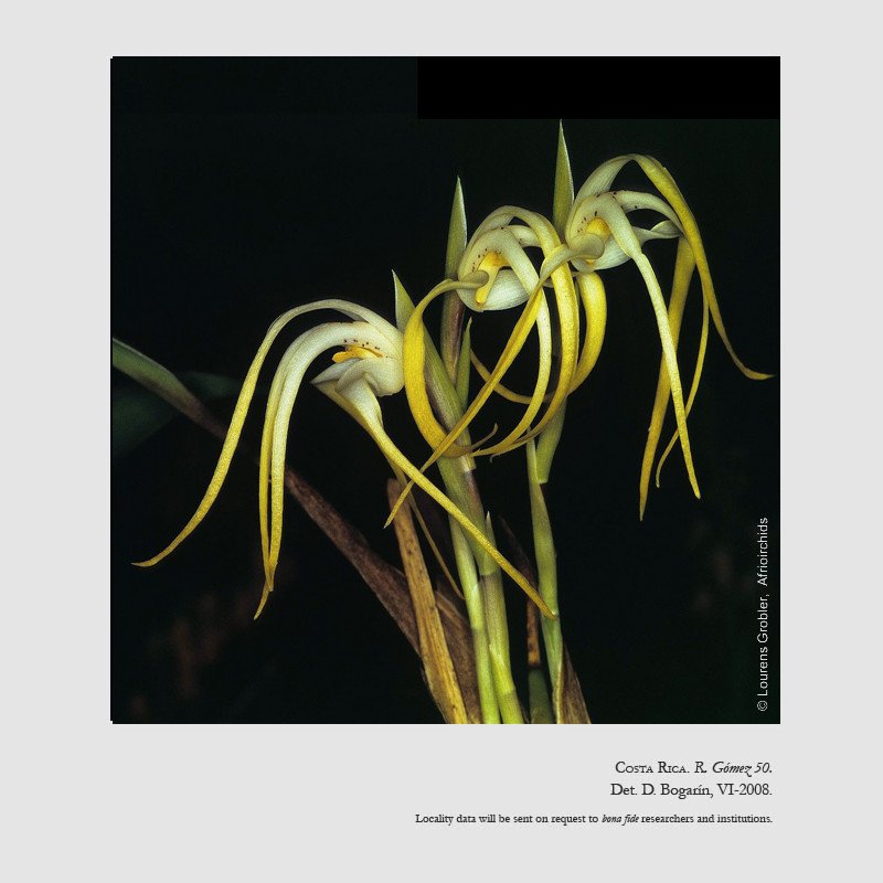 Maxillaria rodrigueziana