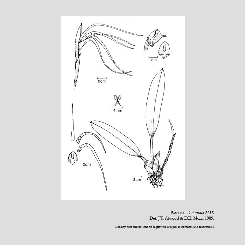 Maxillaria rodrigueziana