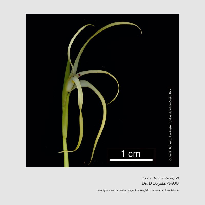 Maxillaria rodrigueziana