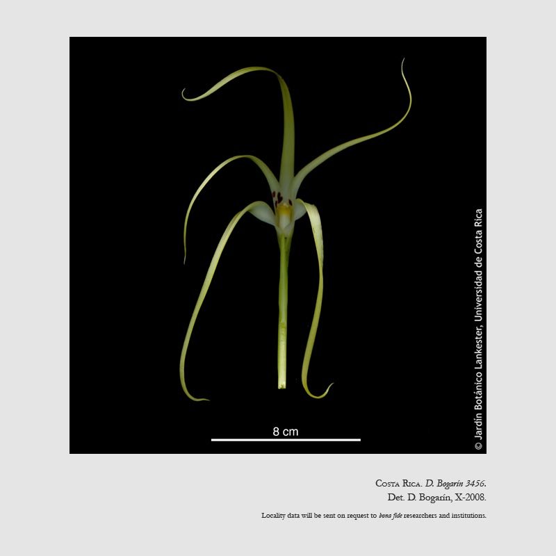Maxillaria rodrigueziana
