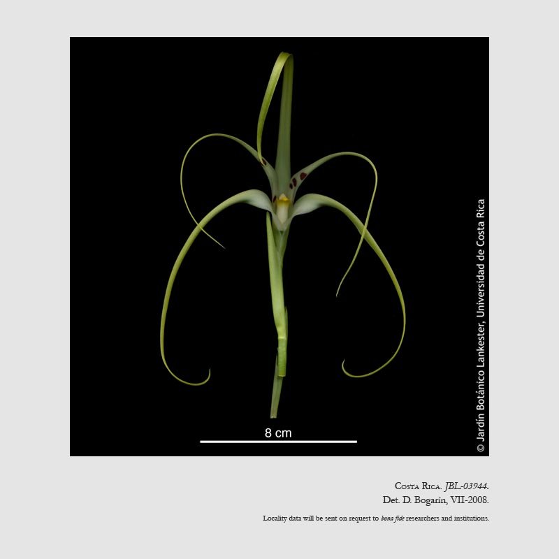 Maxillaria rodrigueziana