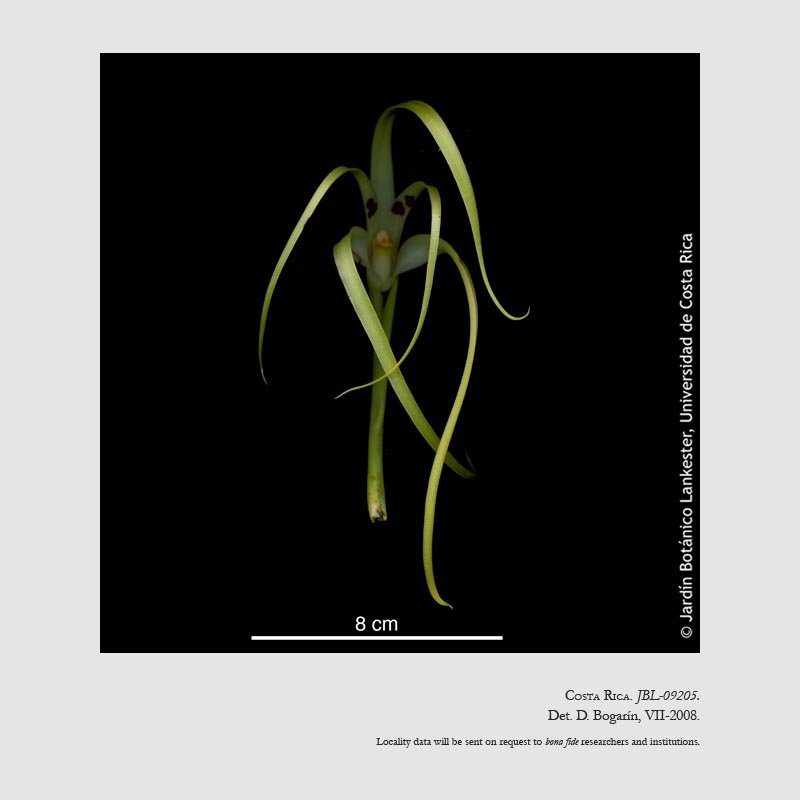 Maxillaria rodrigueziana