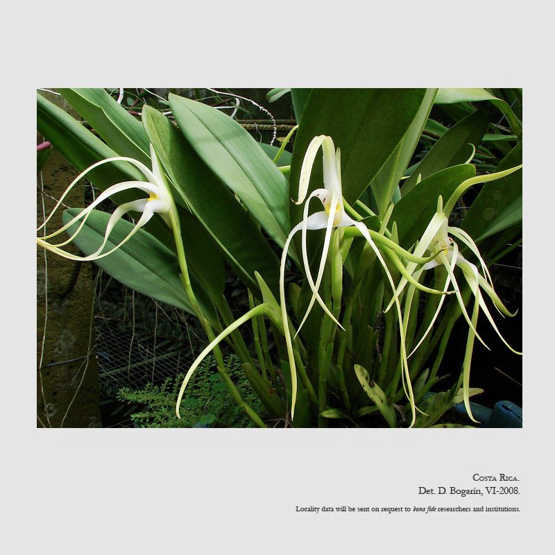 Maxillaria rodrigueziana