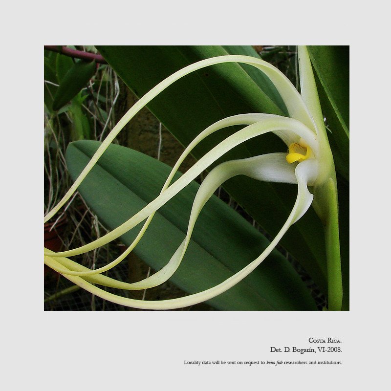 Maxillaria rodrigueziana