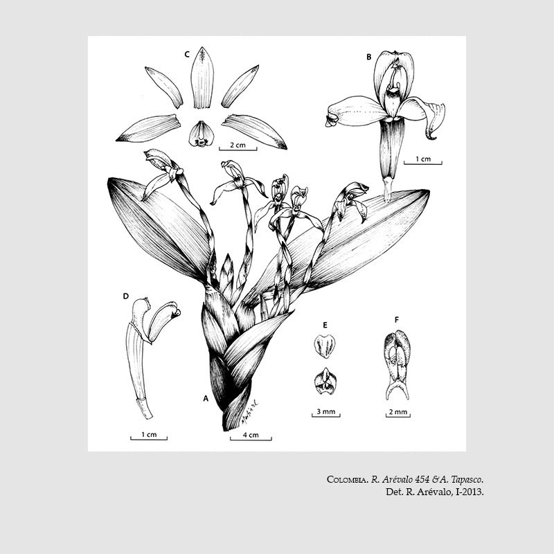 Maxillaria tenebrifolia