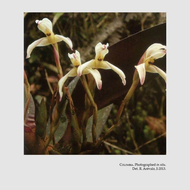 Maxillaria tenebrifolia
