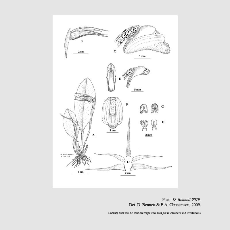 Maxillaria visseri