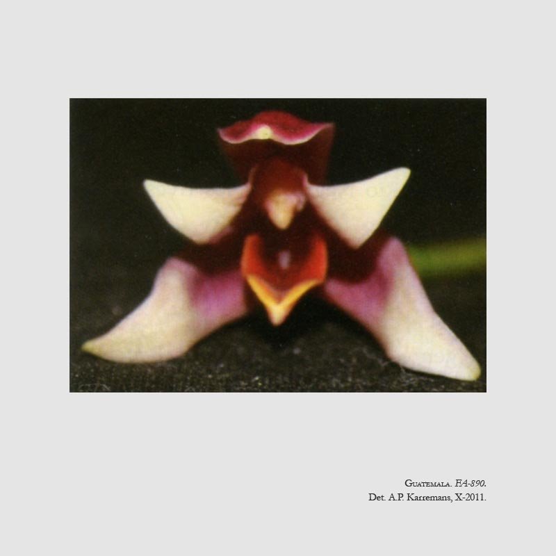 Maxillariella paredesiorum