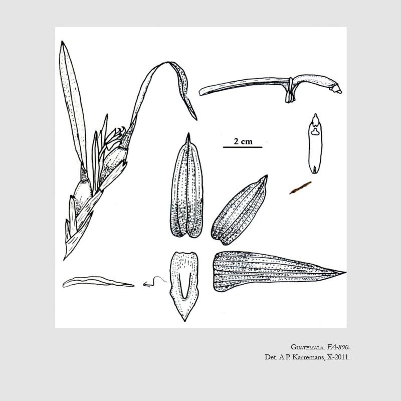 Maxillariella paredesiorum