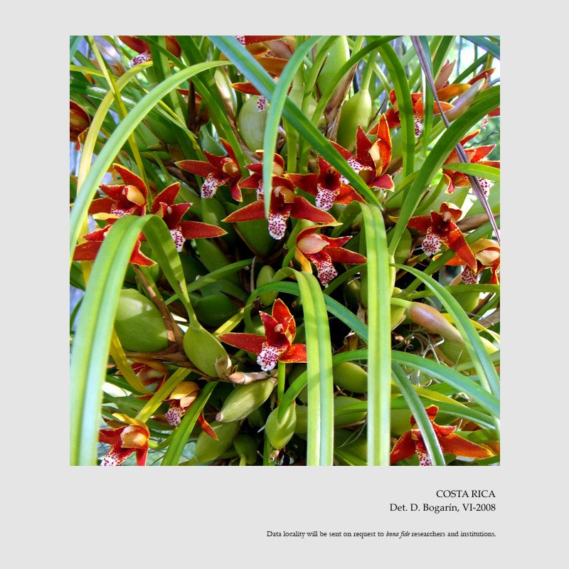 Maxillariella tenuifolia