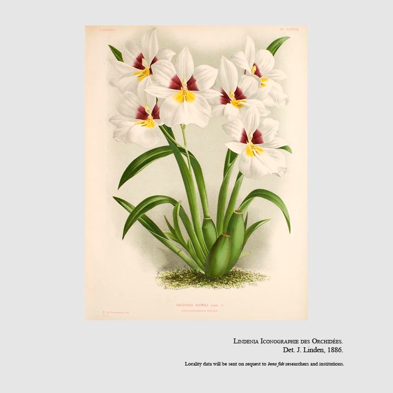 Miltoniopsis roezlii