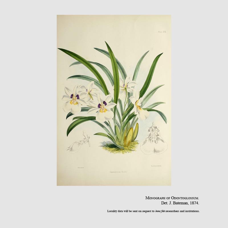 Miltoniopsis roezlii