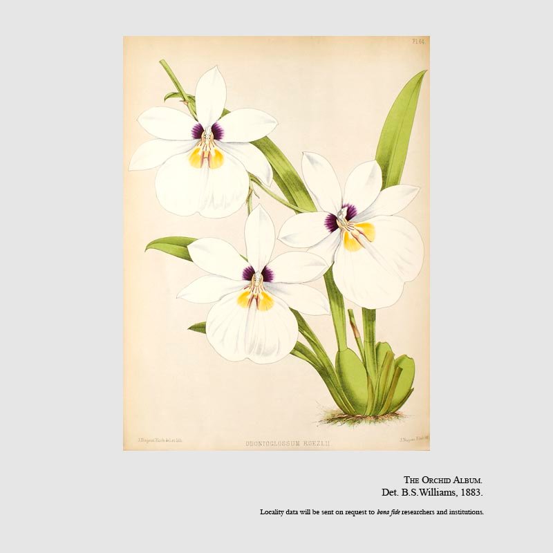 Miltoniopsis roezlii