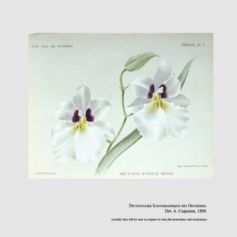 Miltoniopsis roezlii