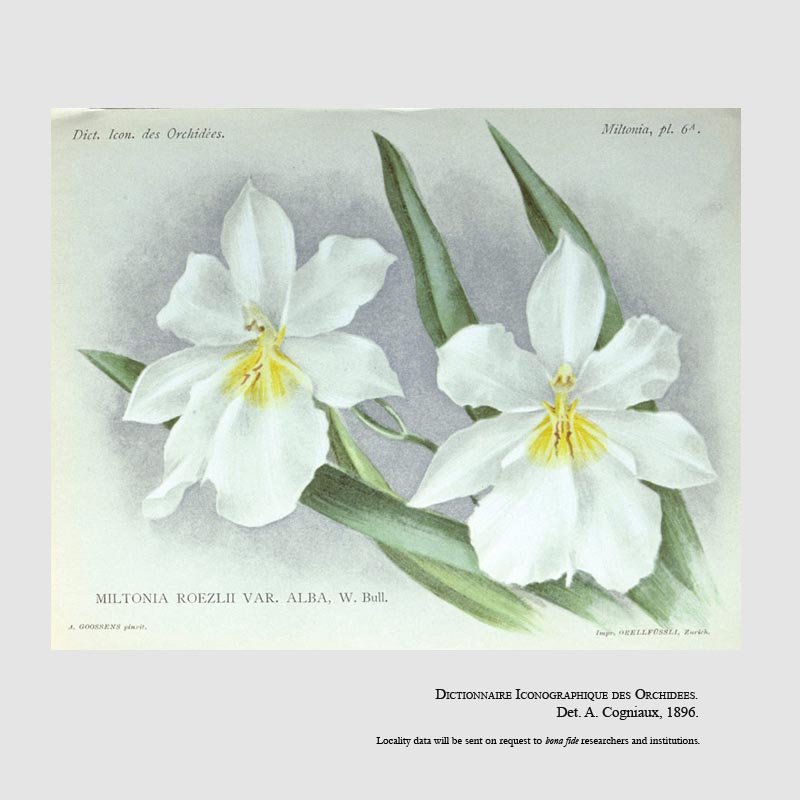 Miltoniopsis roezlii