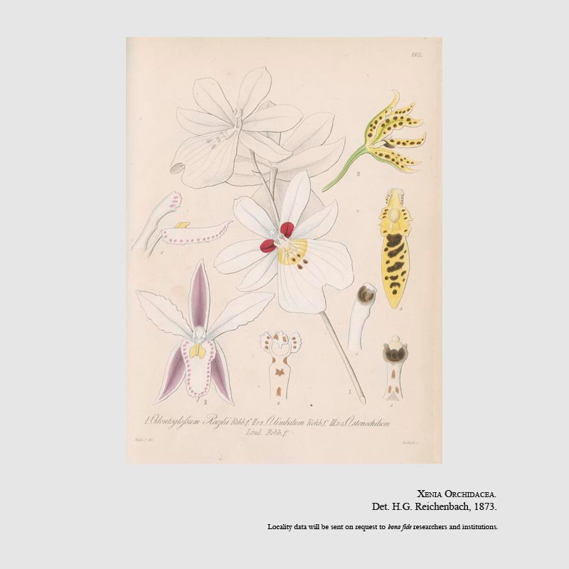 Miltoniopsis roezlii