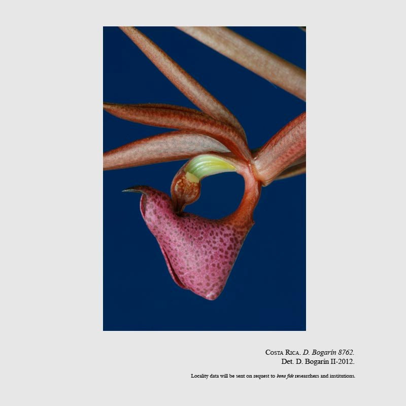 Mormodes lobulata