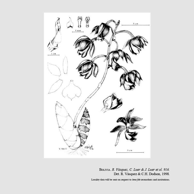Mormodes morenoi