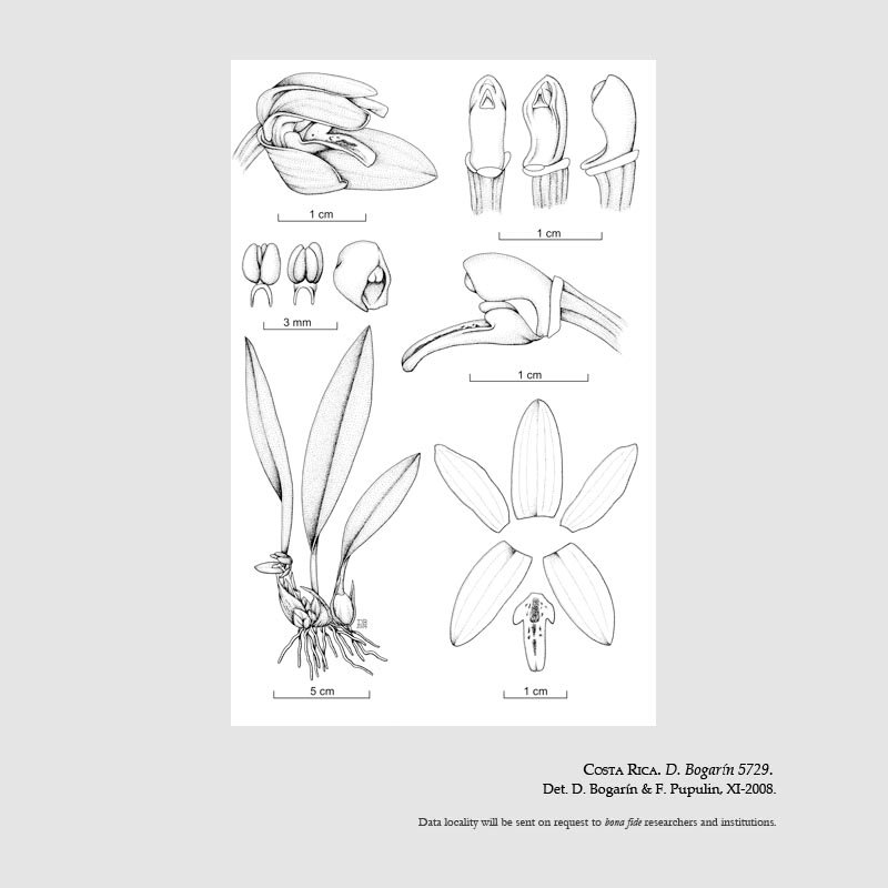 Mormoiyca fumea