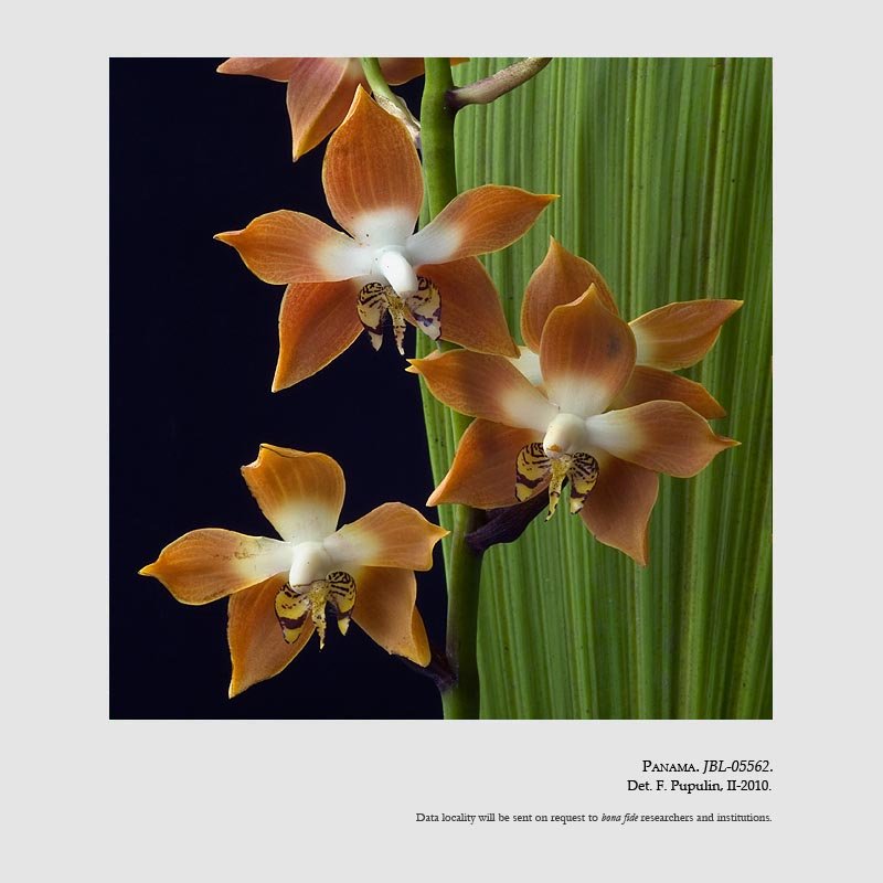 Neomoorea wallisii