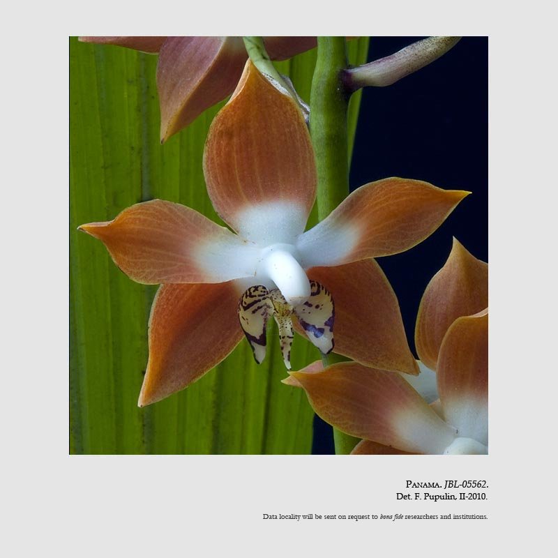 Neomoorea wallisii