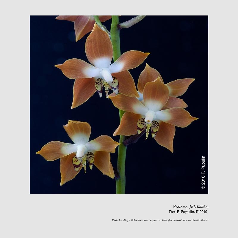 Neomoorea wallisii