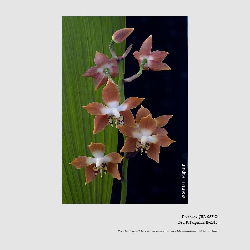 Neomoorea wallisii