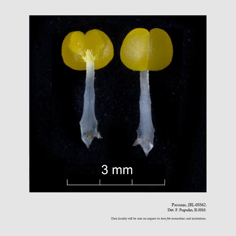 Neomoorea wallisii