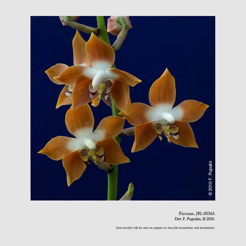 Neomoorea wallisii