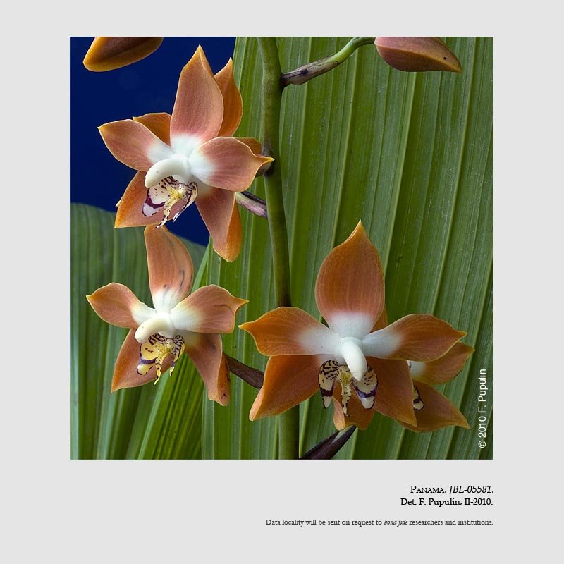 Neomoorea wallisii