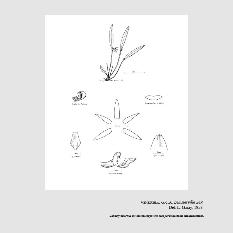 Octomeria deltoglossa