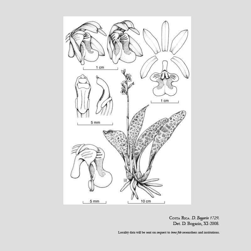 Oeceoclades maculata