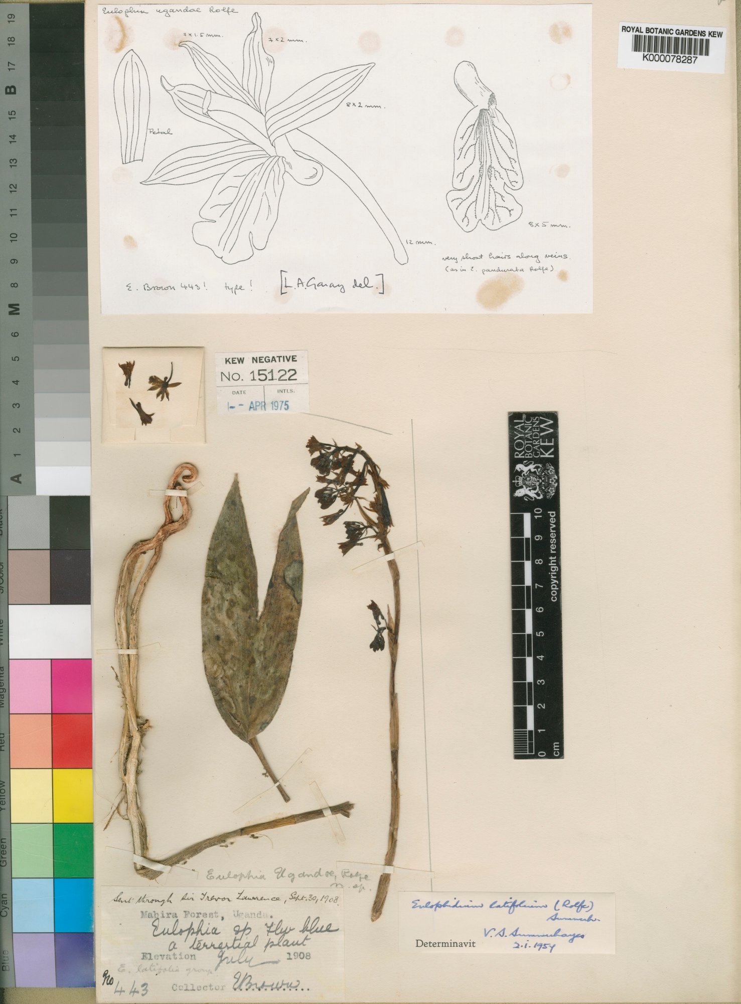 EPIDENDRA .:. Eulophia ugandae