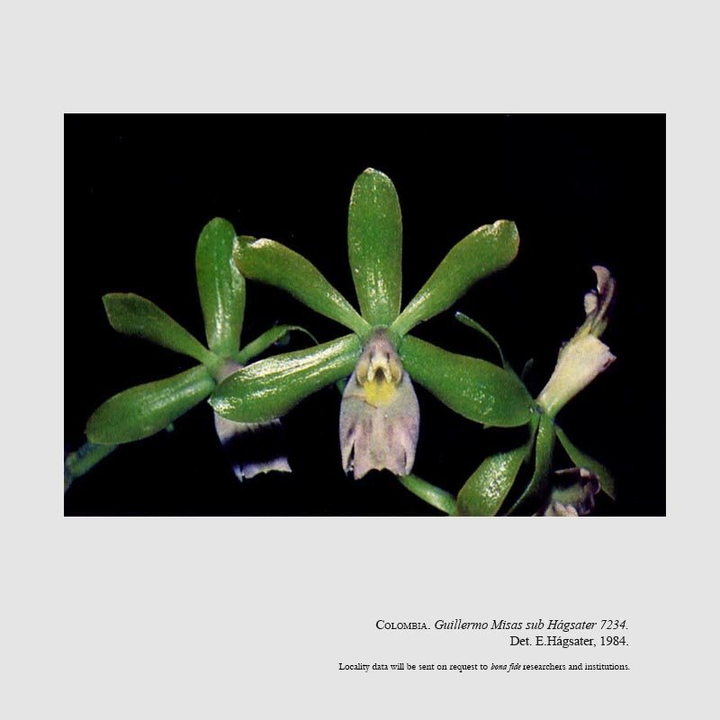 Epidendrum misasii