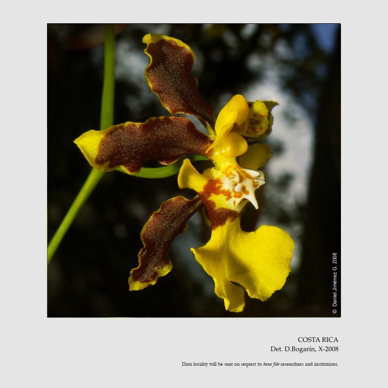 Oncidium ansiferum
