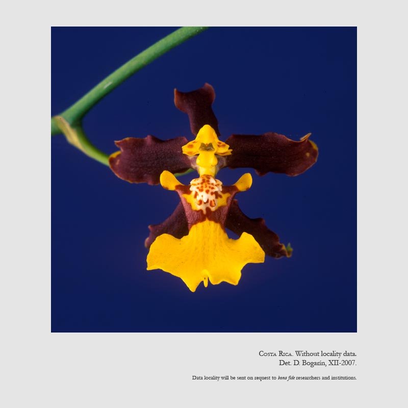 Oncidium ansiferum