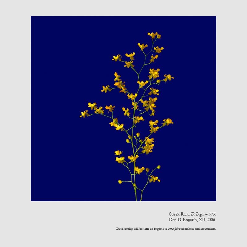 Oncidium cheirophorum