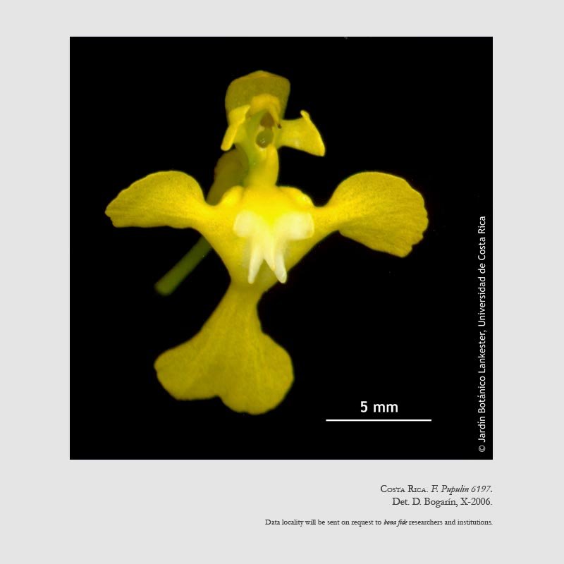 Oncidium cheirophorum