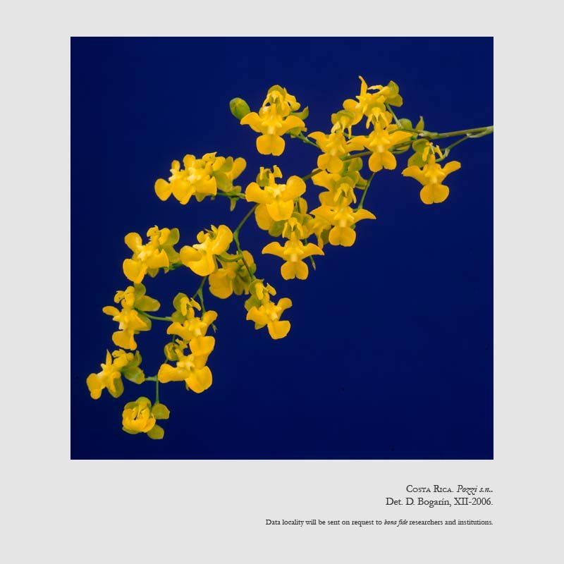 Oncidium cheirophorum