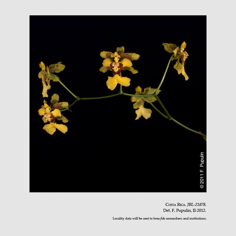 Oncidium henning-jensenii