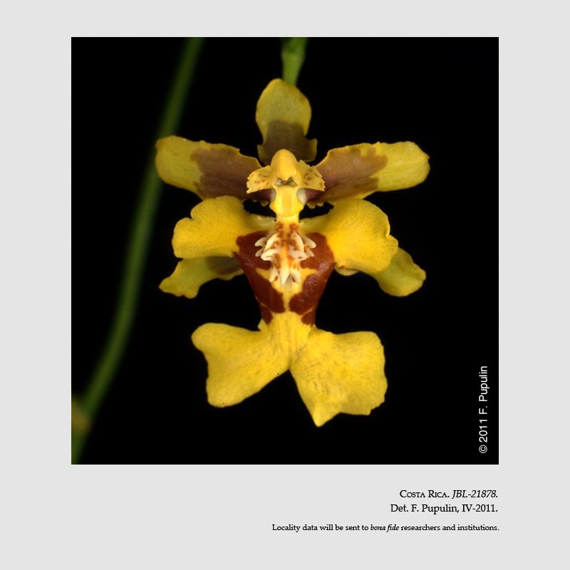 Oncidium henning-jensenii