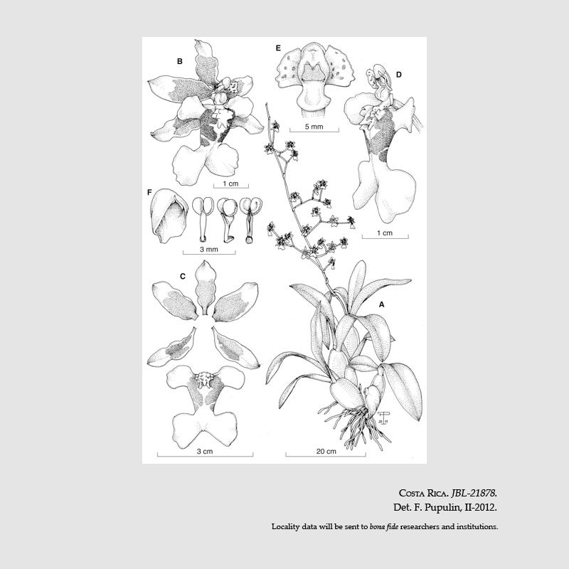Oncidium henning-jensenii