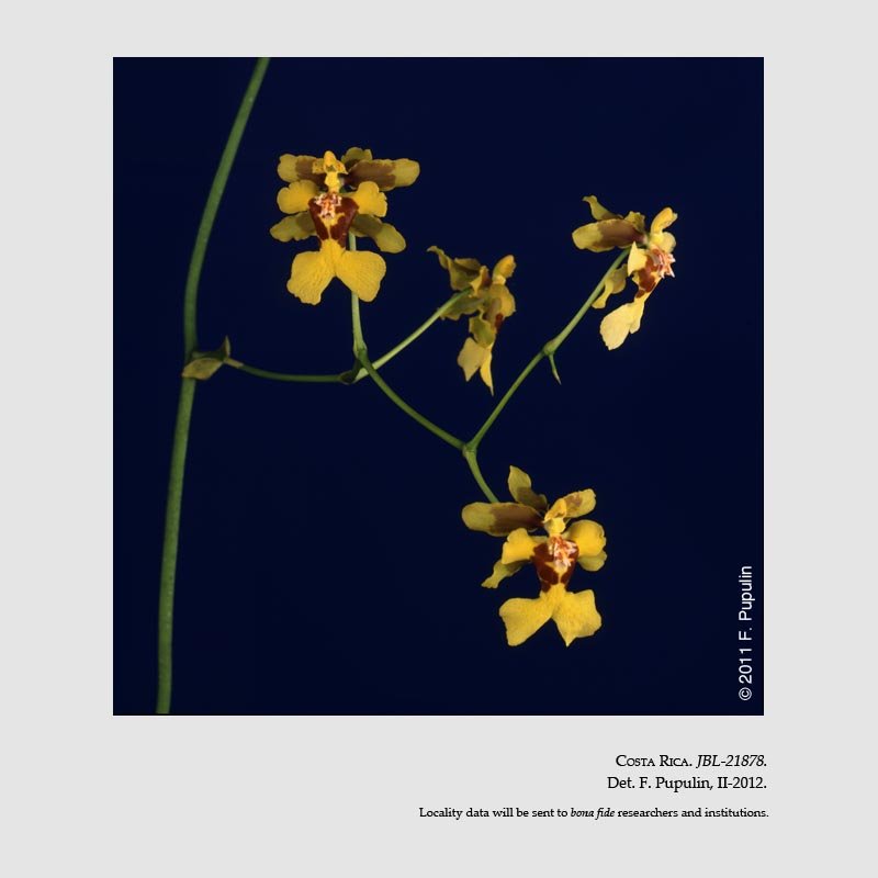 Oncidium henning-jensenii